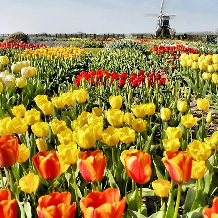 Plevier Comfort-3 By Interhome Parco vacanze Noordwijkerhout