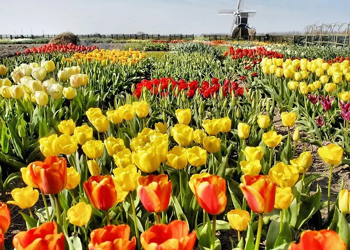 Plevier Comfort-3 By Interhome Üdülőpark Noordwijkerhout